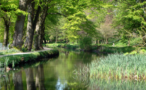 Balance trail - Bute Park