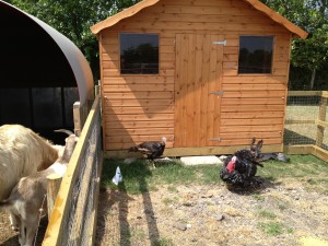 Turkey Egg- George and Mildred at walnut tree farm Farm Park