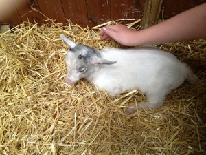 Walnut tree farm park - baby goat