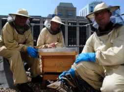 sized_ZZ140813Bees-1