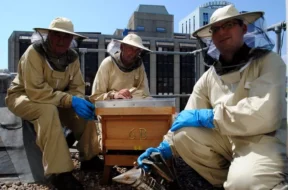 sized_ZZ140813Bees-1