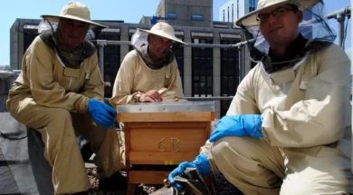 sized_ZZ140813Bees-1