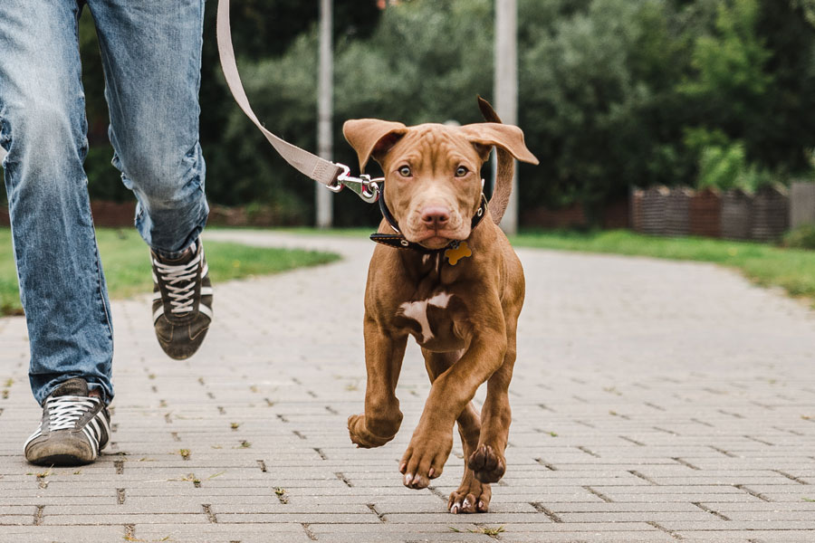 Walking-Dog-Hero