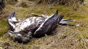 Wildlife crime