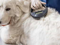Dog_being_scanned_for_micochip_at_Spinney_vets_in_northhampton