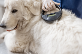 Dog_being_scanned_for_micochip_at_Spinney_vets_in_northhampton