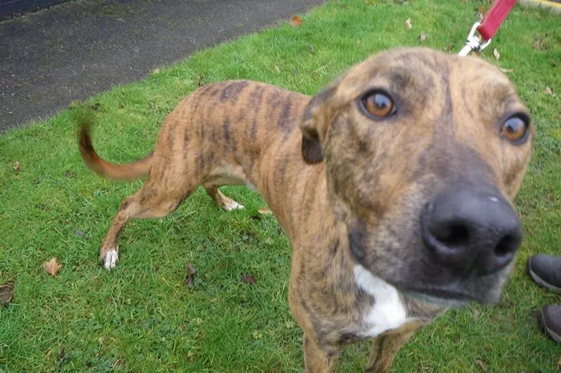 Cruelty to dogs, they are the most abused animals in Wales