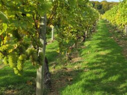 Welsh sparkling wine