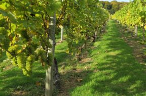 Welsh sparkling wine