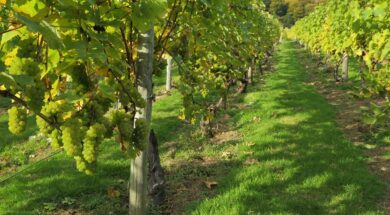 Welsh sparkling wine