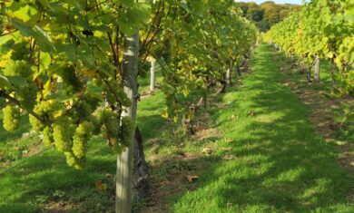 Welsh sparkling wine