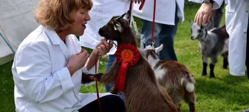 Bridgend county show