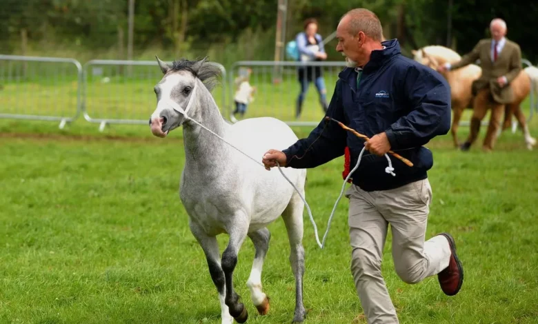 Bridgend county show