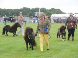 Shetland ponies at Vale of Glamorgan show.jpg