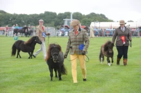 Shetland ponies at Vale of Glamorgan show.jpg
