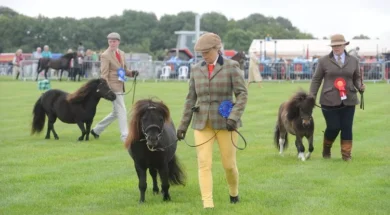 Shetland ponies at Vale of Glamorgan show.jpg