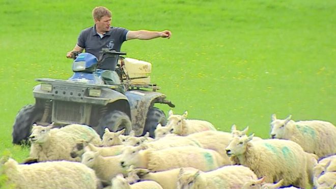 _90794167_farmer_sheep