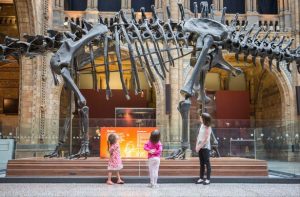 Dippy the dinosaur