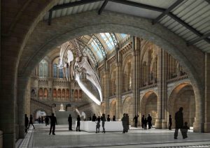 Blue whale skeleton