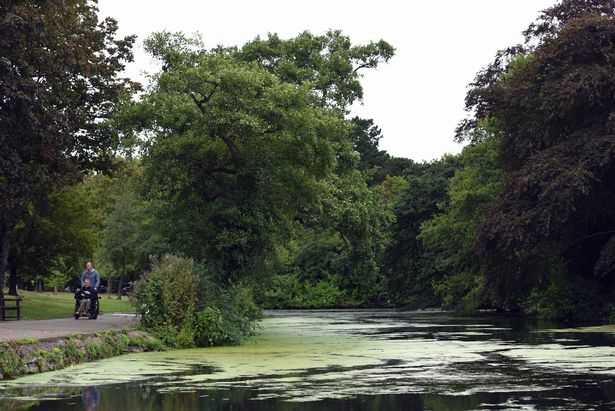 Blue-Green algae - Roath Park lake algae