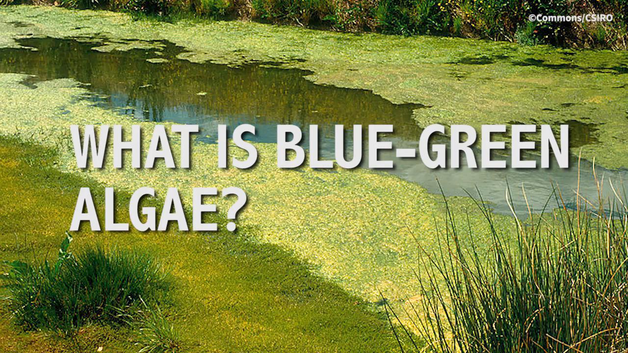 Blue-green algae in Roath Park Lake Algae