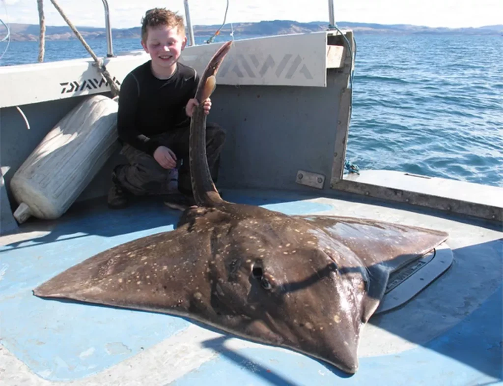 monster skate