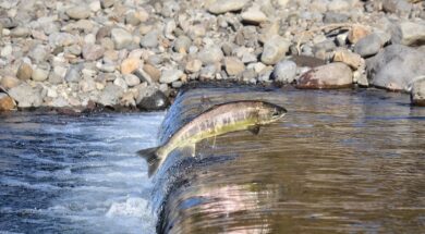 Salmon.-Image-by-Cock-Robin-from-Pixabay