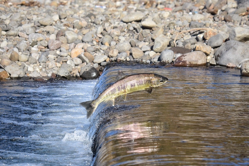Angling byelaws for salmon and sea trout in Wales