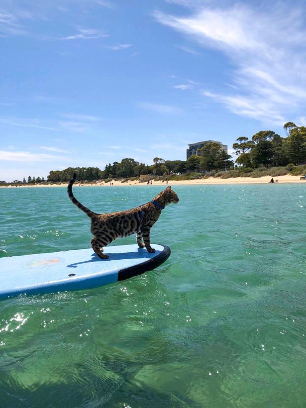 Maui at Rockingham foreshore