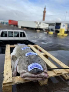 Monster cod