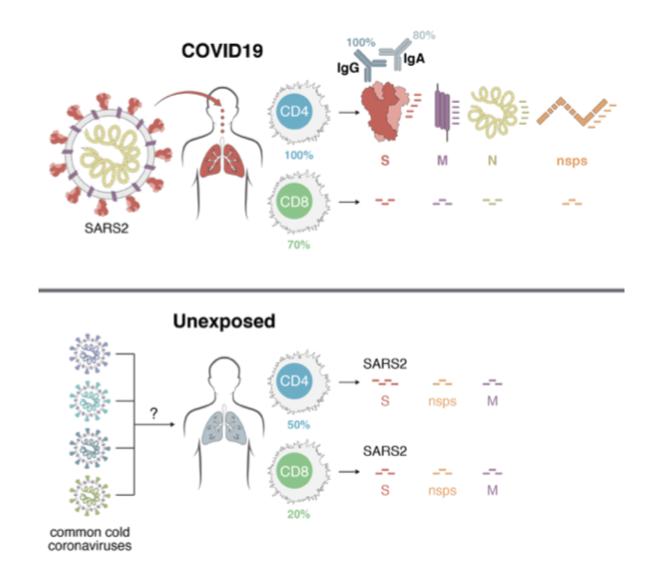 T-cells-1