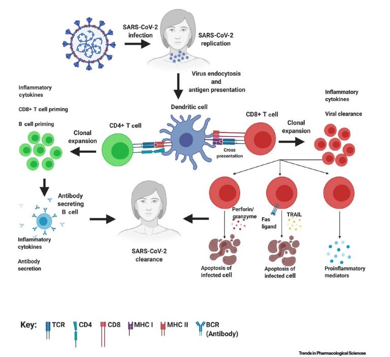 T-cells-etc-768×703-1