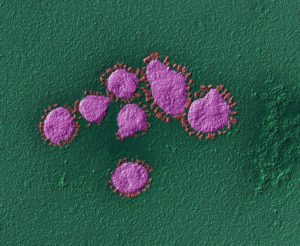 Coronavirus variants 