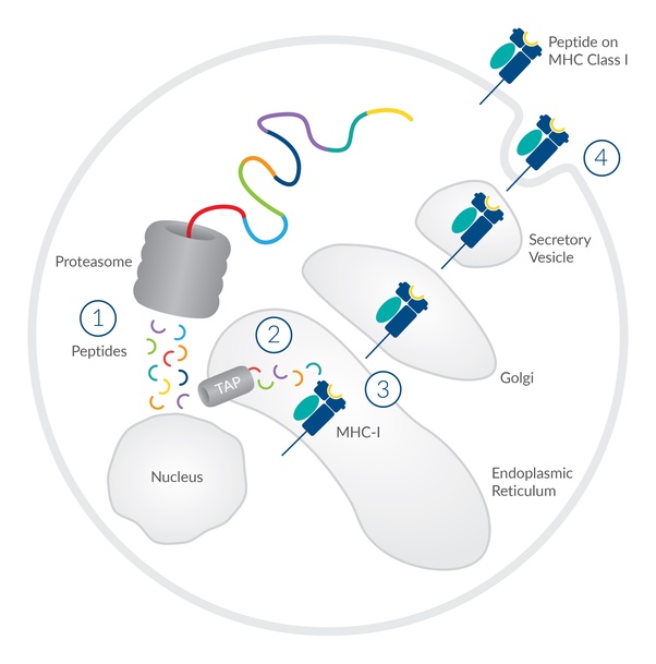 T cells antibodies and viral load