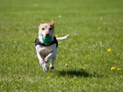 0_Generic-picture-of-a-dog