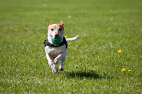 0_Generic-picture-of-a-dog