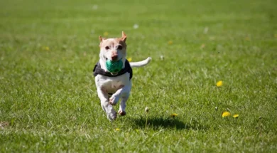 0_Generic-picture-of-a-dog