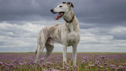 Lurcher.jpg